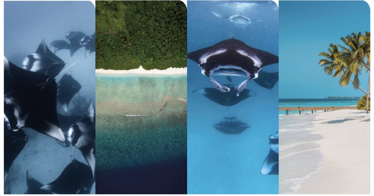 Maldives Rays Visit Maldives - Experiences > Encounters with the Majestic Manta Rays 101