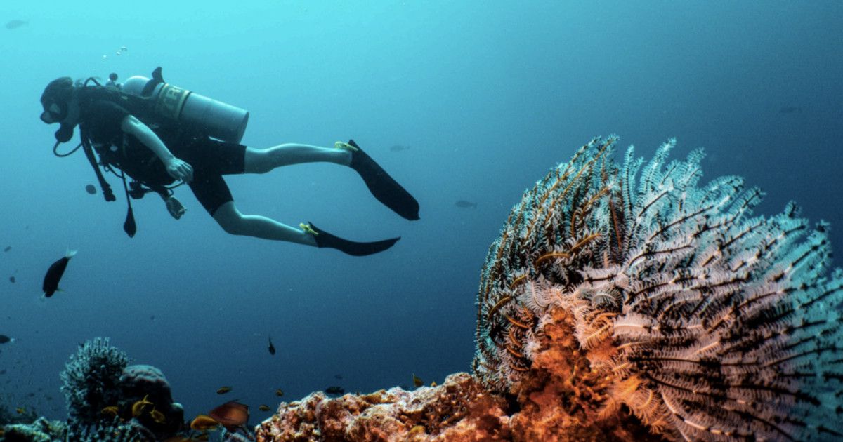 Ifuru Island Maldives launches curated dive package collection for all levels of divers
