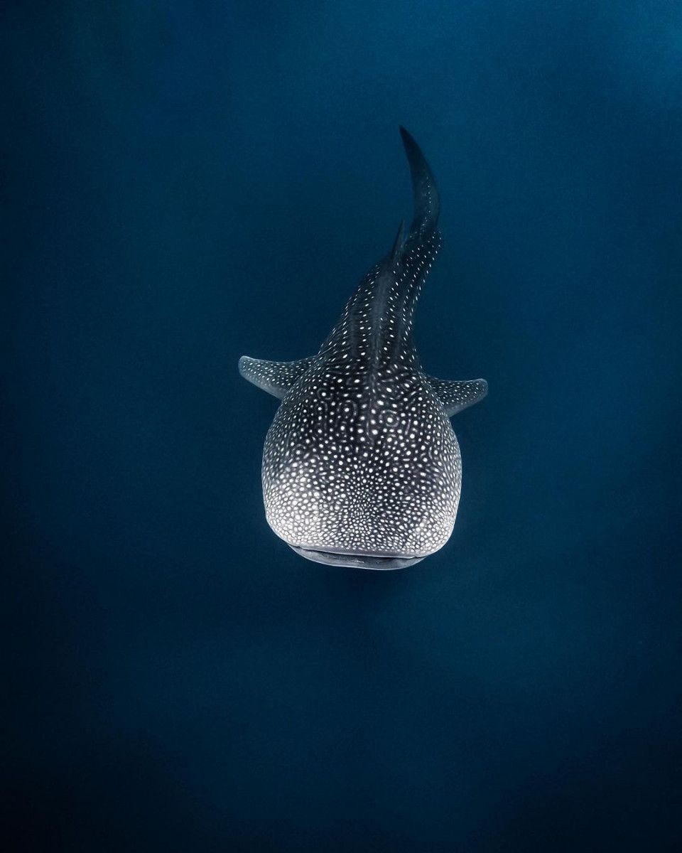 Visit Maldives - Experiences > Connecting with Whale Sharks: The Majestic  Beasts of the Ocean